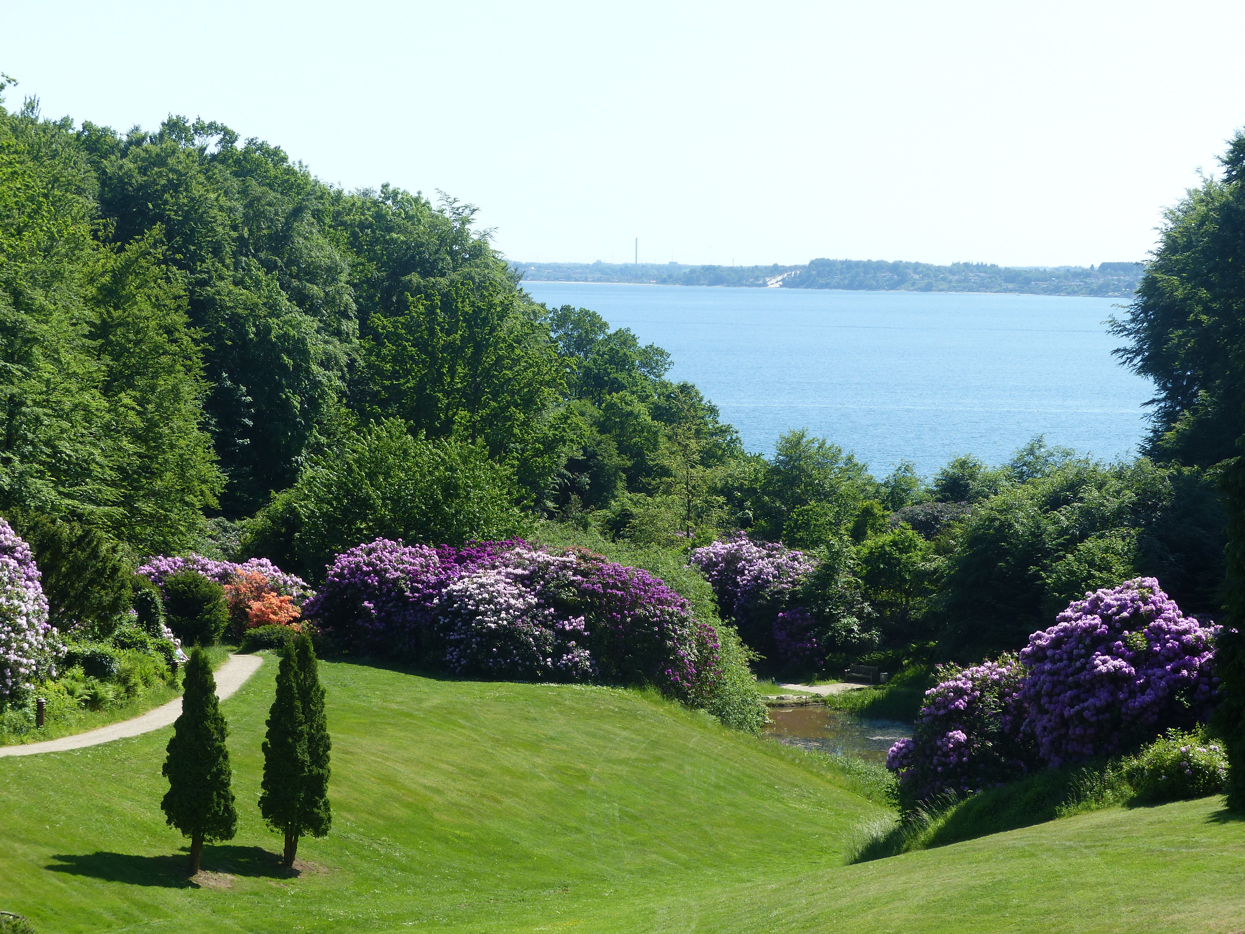 Rhododendron Juni