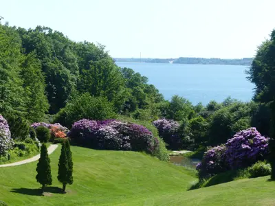 Rhododendron Juni